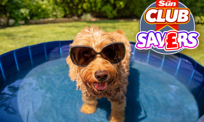 Five savvy ways to help your four-legged friend beat the heat on a budget