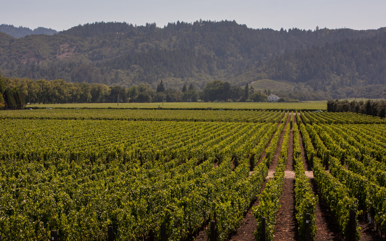 Fresh hell for California’s crippled wine industry as values hit rock bottom