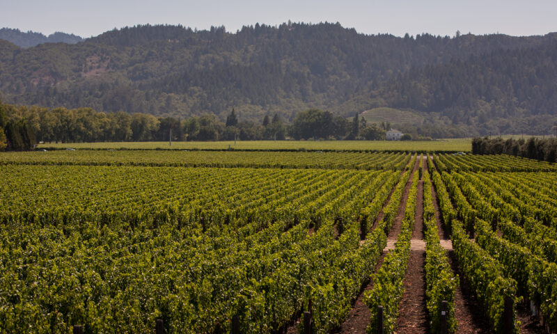 Fresh hell for California’s crippled wine industry as values hit rock bottom