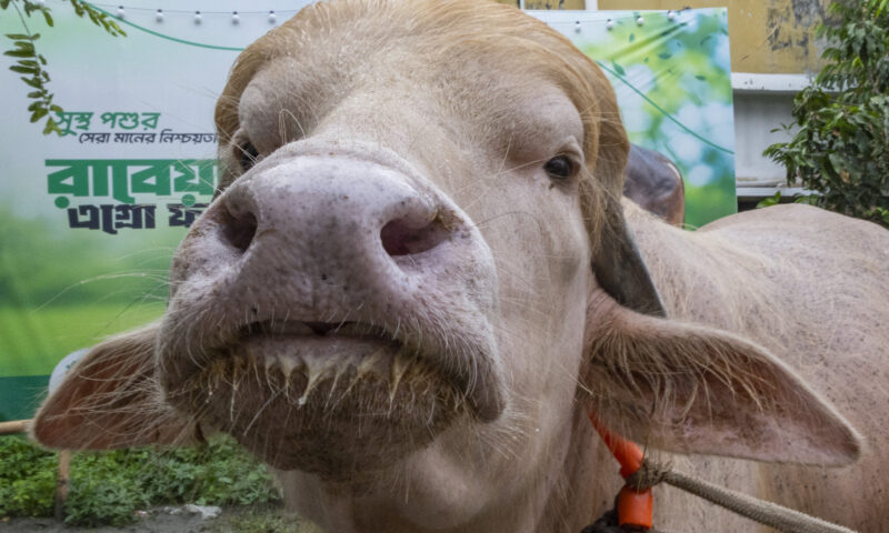 Viral albino buffalo named ‘Donald Trump’ spared from Eid sacrifice in Bangladesh