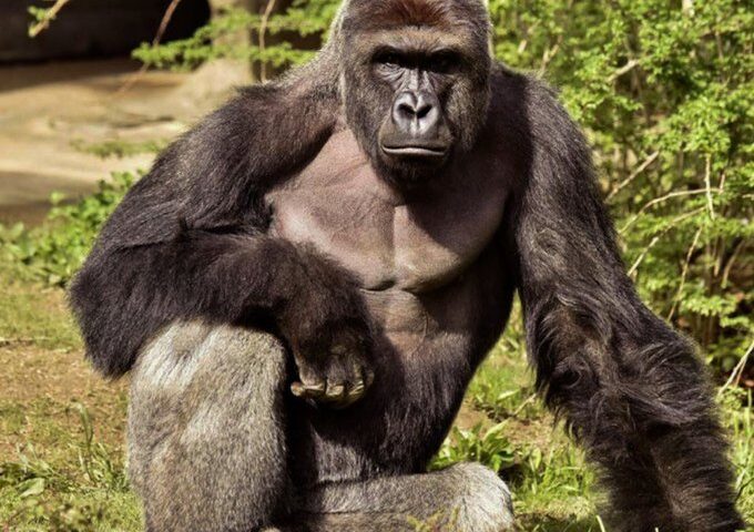 White House commemorates ‘true patriot’ Harambe on what would have been gorilla’s 27th birthday in bizarre post: ‘Rest easy’