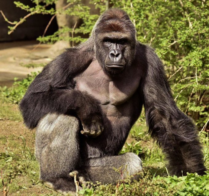 White House commemorates ‘true patriot’ Harambe on what would have been gorilla’s 27th birthday in bizarre post: ‘Rest easy’