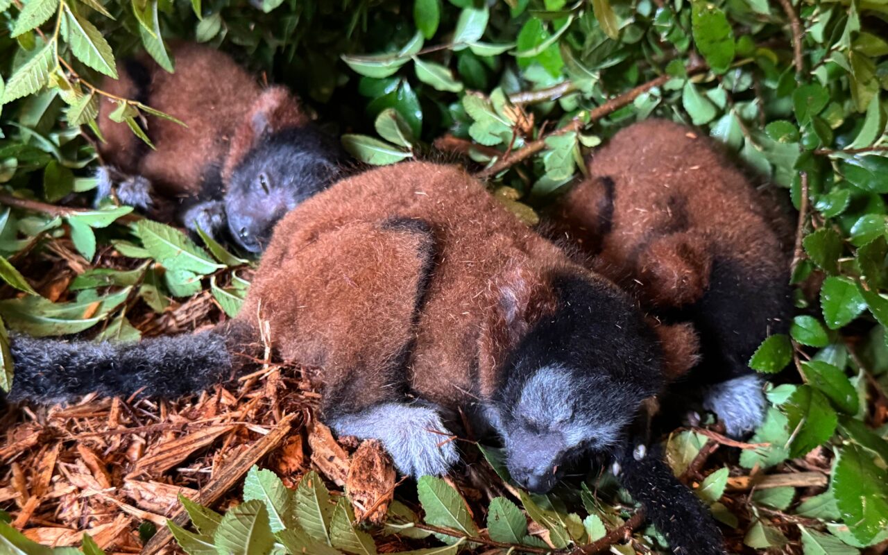 Critically endangered lemur gives birth to rare set of triplets at Georgia zoo: ‘We hope the numbers keep growing’