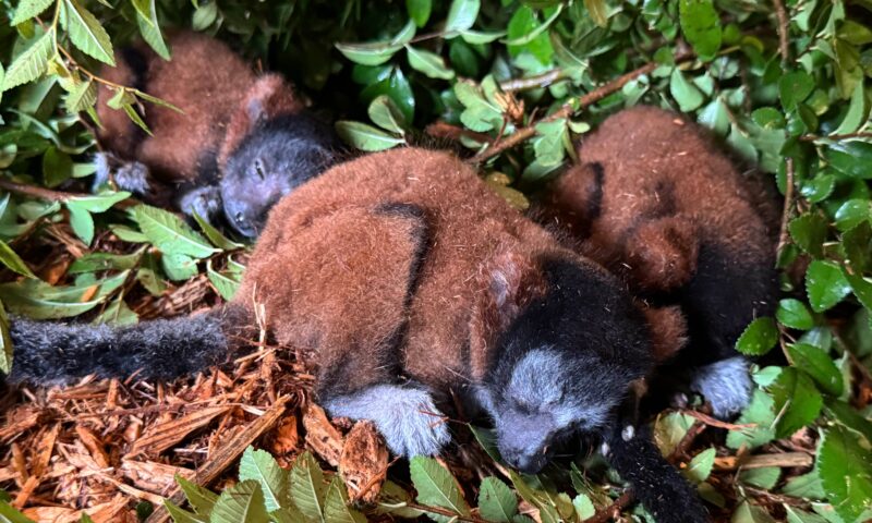 Critically endangered lemur gives birth to rare set of triplets at Georgia zoo: ‘We hope the numbers keep growing’