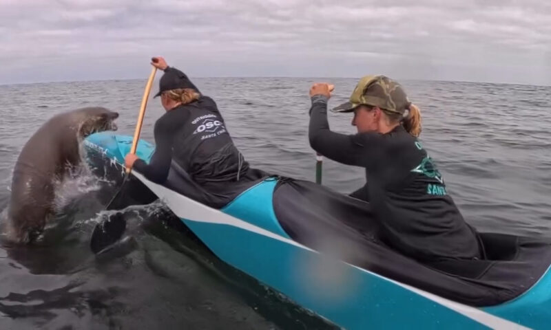 Sea lion makes splash at Monterey Bay race as it joins canoe crew