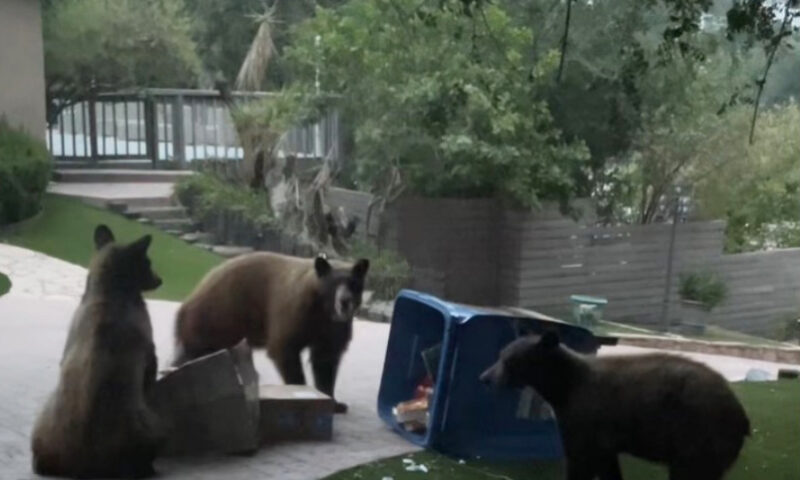 Huge bear family causes chaos outside SoCal home