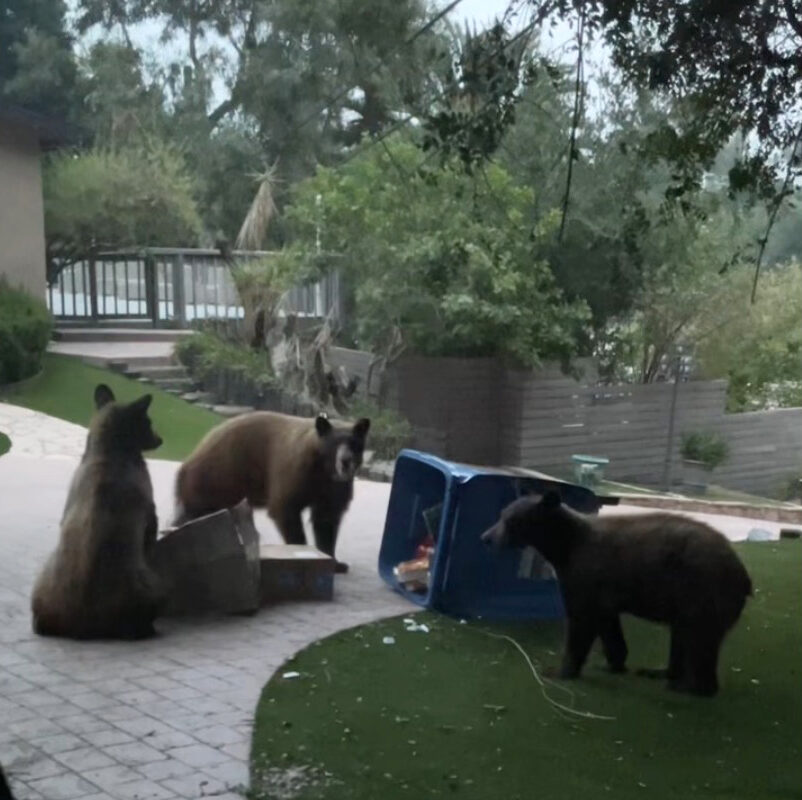 Huge bear family causes chaos outside SoCal home