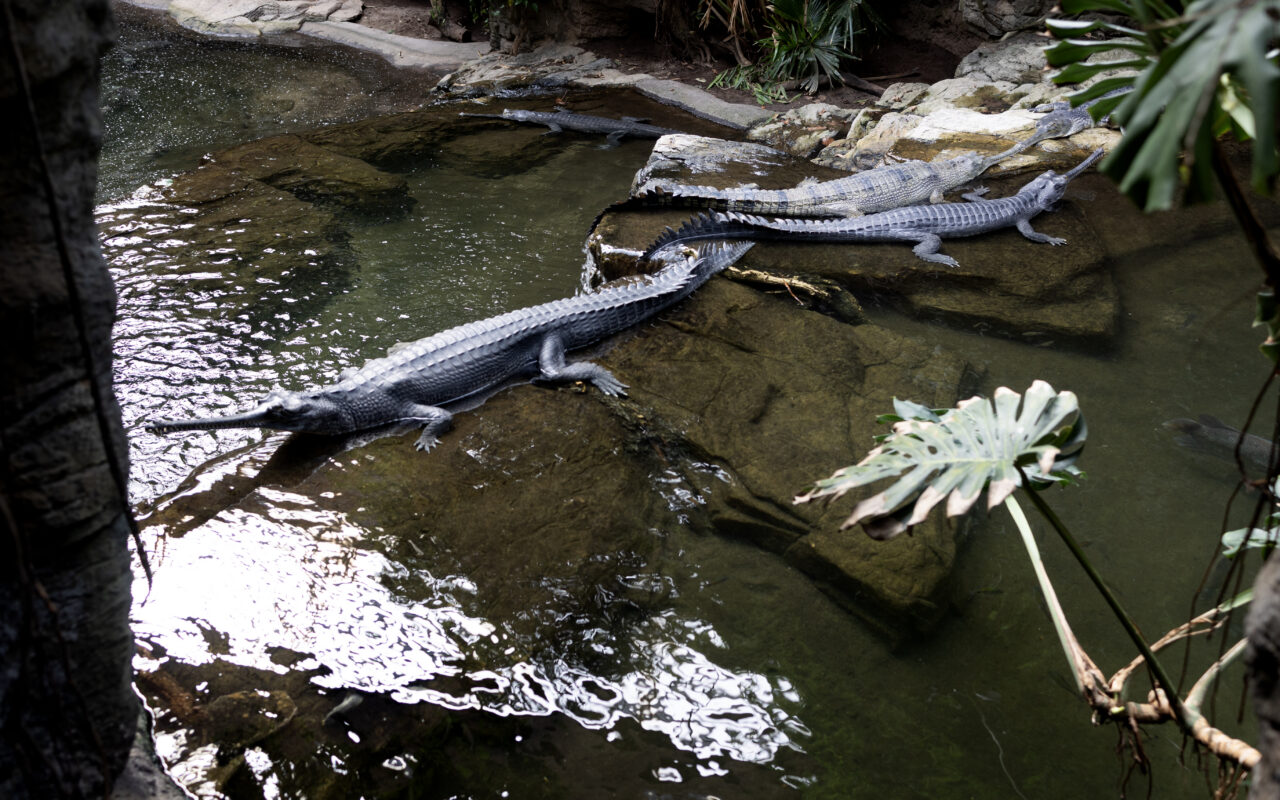 Bronx Zoo croc takes bite out of worker who slipped while cleaning
