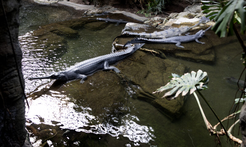 Bronx Zoo croc takes bite out of worker who slipped while cleaning