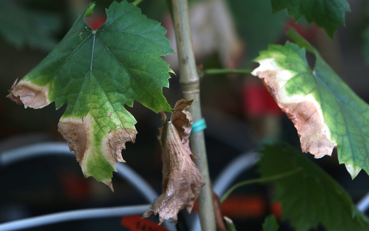 Pest with ‘no cure’ sparks panic at Napa vineyards as urgent alert issued