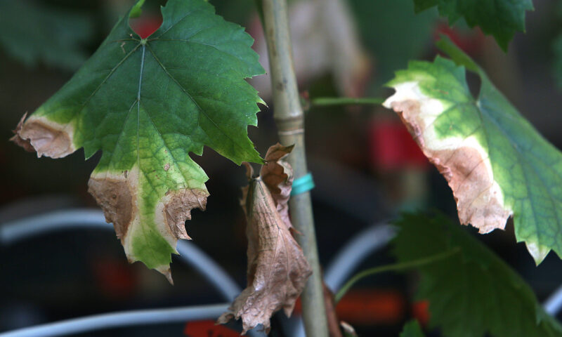 Pest with ‘no cure’ sparks panic at Napa vineyards as urgent alert issued