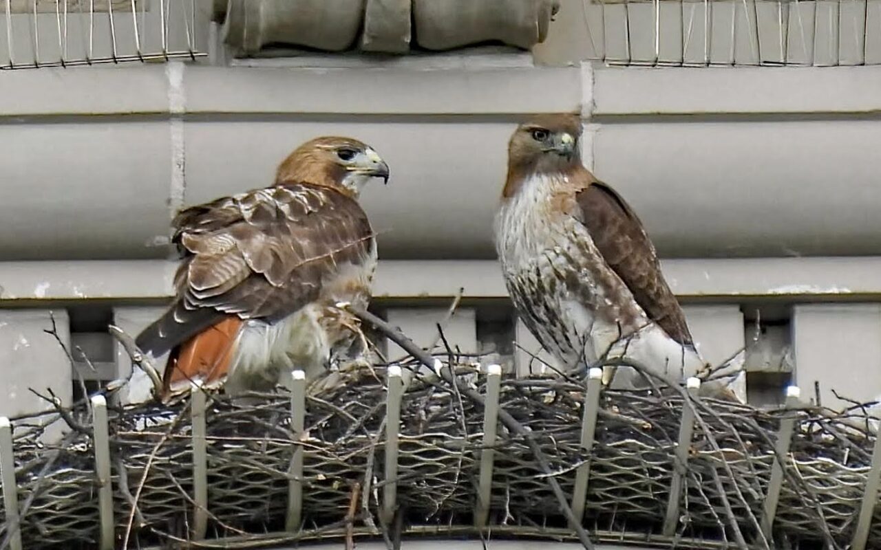 Pale Male’s mate shacks up with boy toy years after iconic NYC hawk’s death: ‘She’s a cougar!’