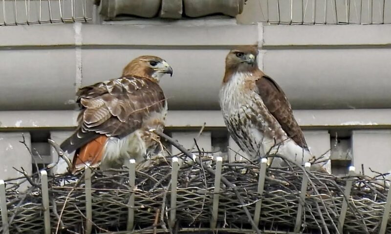 Pale Male’s mate shacks up with boy toy years after iconic NYC hawk’s death: ‘She’s a cougar!’