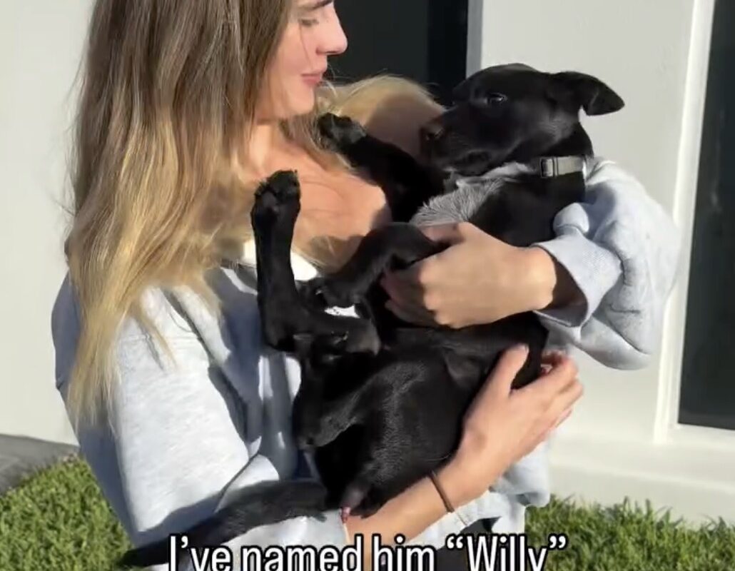 Dog born with second penis on his leg undergoes surgery for ultra rare birth defect