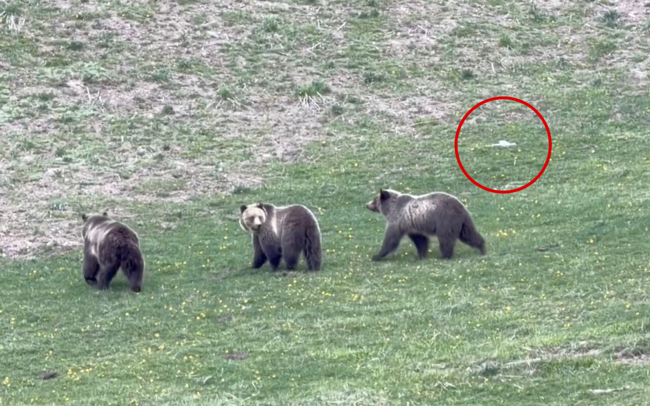 Jerk drone operator caught on video harassing mama grizzly and cubs at Yellowstone — leaving tourists ‘madder than hell’