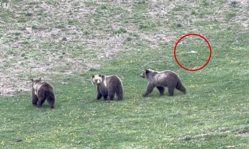 Jerk drone operator caught on video harassing mama grizzly and cubs at Yellowstone — leaving tourists ‘madder than hell’