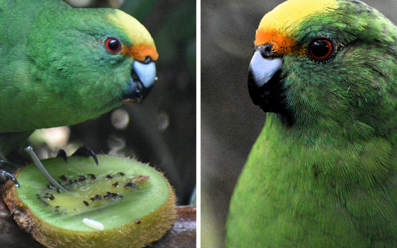 The New Zealand Parakeet Pair That Are Saving Their Species