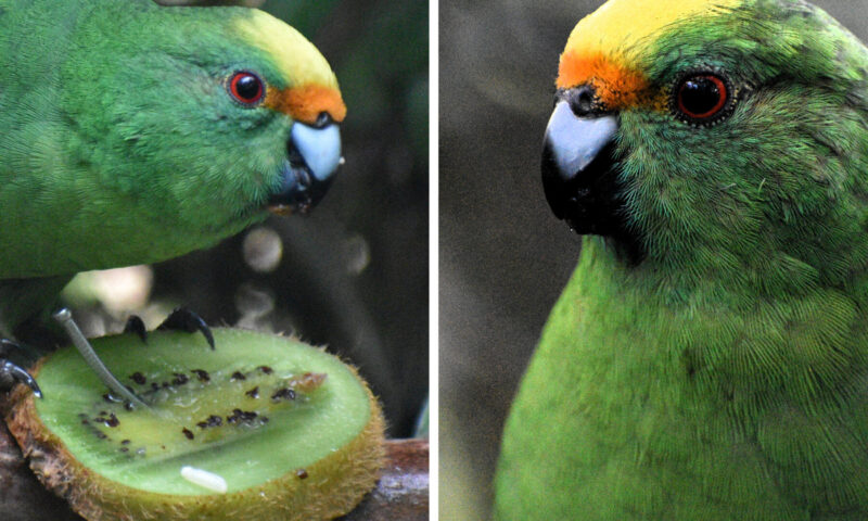 The New Zealand Parakeet Pair That Are Saving Their Species