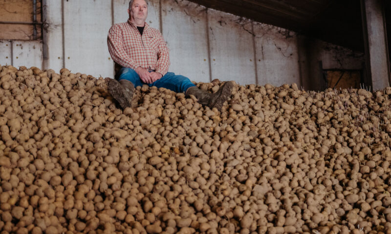 The World Capital of French Fries Has a Problem: Too Many Potatoes