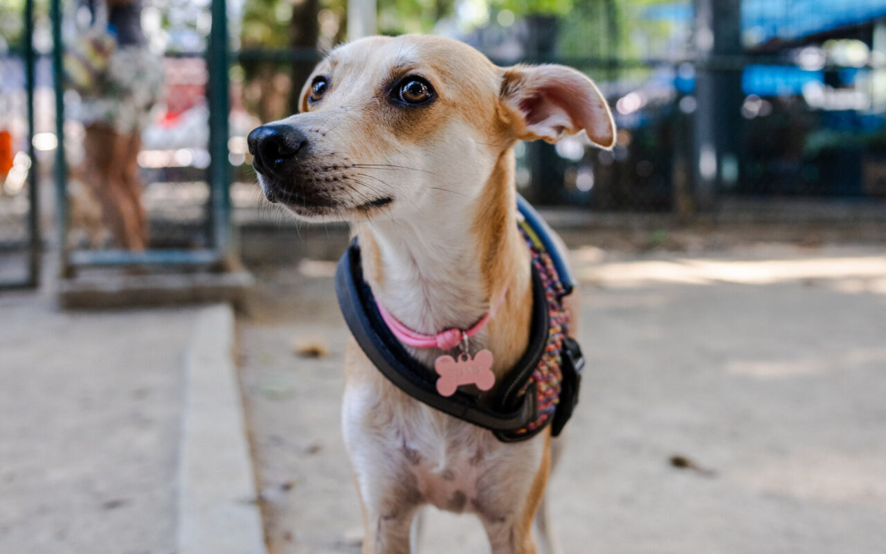 A Stray Dog Became a Cultural Symbol in Brazil. Now, Mexico Is Claiming It.