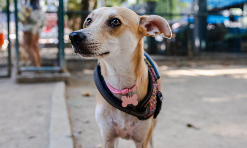A Stray Dog Became a Cultural Symbol in Brazil. Now, Mexico Is Claiming It.