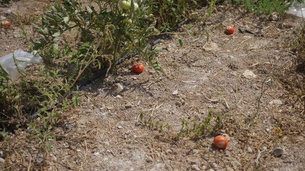 مسؤول فلسطيني لـ”سبوتنيك”: إدانة إسرائيل لـ”إرهاب المستوطنين” تستهدف تضليل الرأي العام