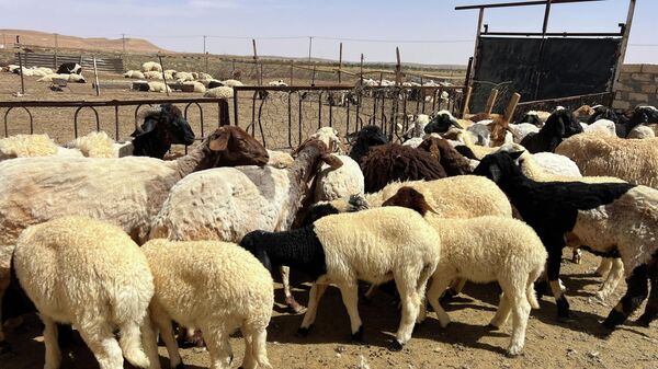 السلالات المحلية في ليبيا على حافة الاندثار… ثروة وراثية يهددها الإهمال والتهجين