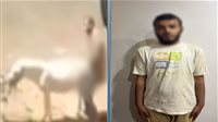 سقوط المتهم بإساءة معاملة دابة في شبين القناطر.. والتحقيقات تكشف معاناته من اضطرابات نفسية