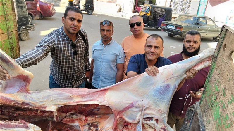 بيطري أسيوط يضبط عجلا مذبوحا خارج المجازر الحكومية ومصابا بالصفراء قبل بيعه للمواطنين