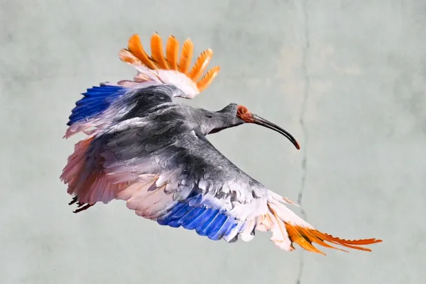 8 Crested Ibises Released in Japan Decades After Extinction