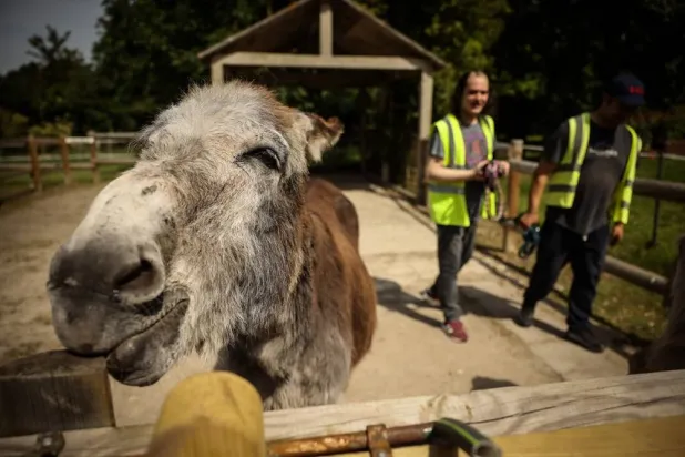 Patients Find Help with Therapy Donkeys at Psychiatric Hospital Near Paris
