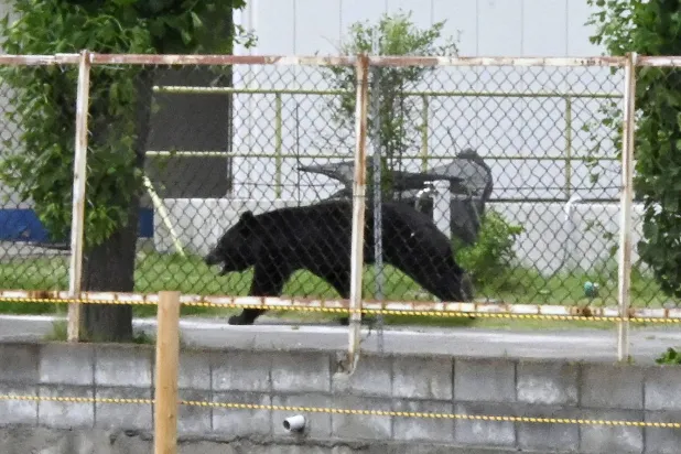 Bear Goes on Rampage in Japan, Injuring Four People