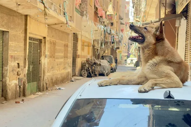 مصر: استبعاد تصدير «الكلاب الشاردة»… وخطة حكومية لمواجهة انتشارها