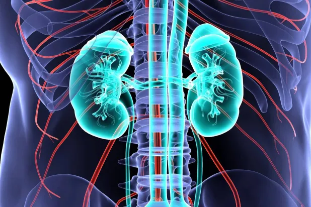 مسار جديد لعلاج أمراض الكلى بدواء عمره 75 عاماً