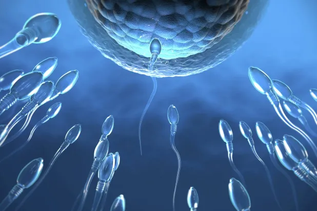 حيوانات منوية مُستنبتة مختبرياً للمساعدة في الإنجاب