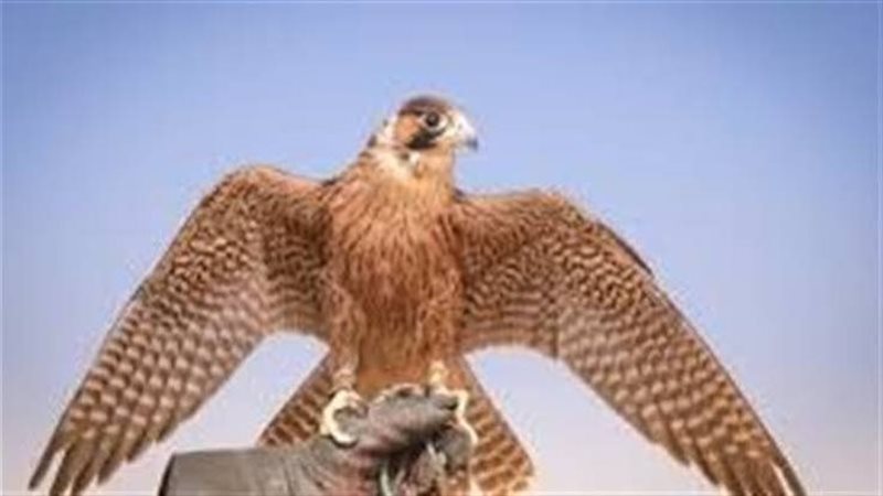 تفسير حلم صيد الصقر في المنام وعلاقته بالحذر من خطر قريب