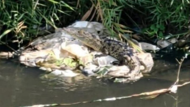 تداول صور لظهور تمساح بمصرف في شبين القناطر