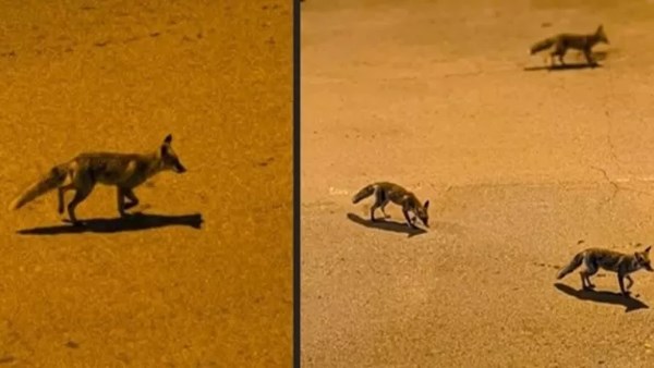 طبيب بيطرى يُفجّر مفاجأة : ظهور الثعالب المفاجئ في حدائق أكتوبر «مُفتعل» | فيديو