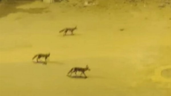 مصطفى الجعفري: الثعلب كائن جبلي يهرب من البشر ولا يهاجم الأطفال