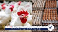اتحاد المنتجين: “مصر للطيران” خفضت ٢٠٪ على شحن الدواجن والبيض