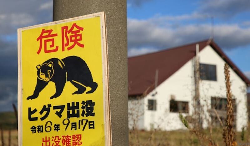 Bear goes on rampage in Japan, injuring four people