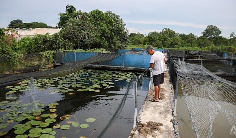 Three farms affected by Lim Chu Kang land-use changes seek lease extensions as expiry dates draw near