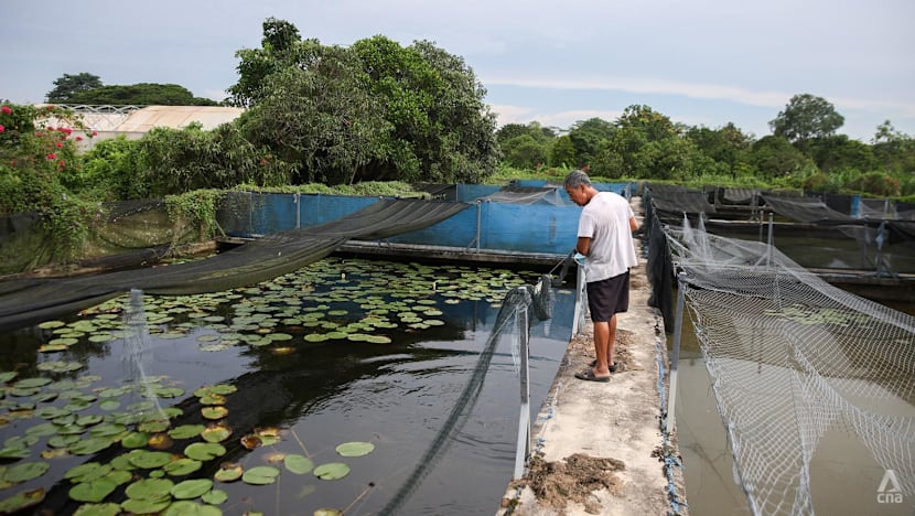 Three farms affected by Lim Chu Kang land-use changes seek lease extensions as expiry dates draw near