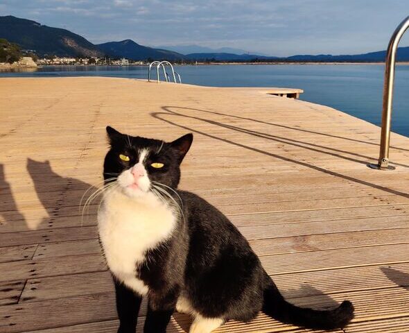 If you love cats, you can live for free on dreamy Greek island