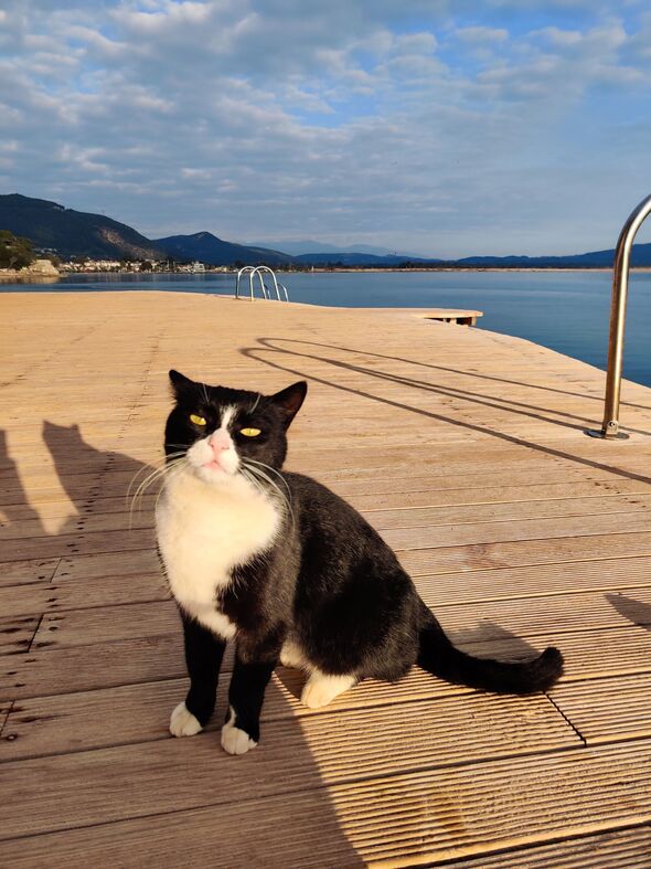 If you love cats, you can live for free on dreamy Greek island
