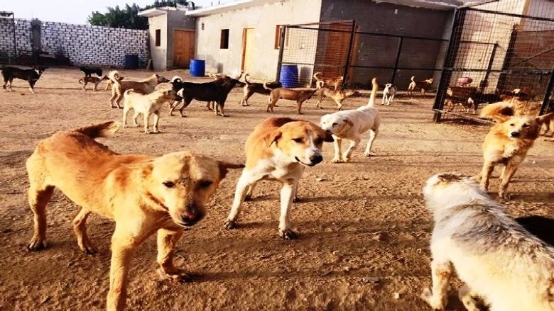 النائبة نسرين عمر: إحنا بندفع ملايين بسبب العقر والبيانات عن الكلاب الضالة ناقصة | فيديو