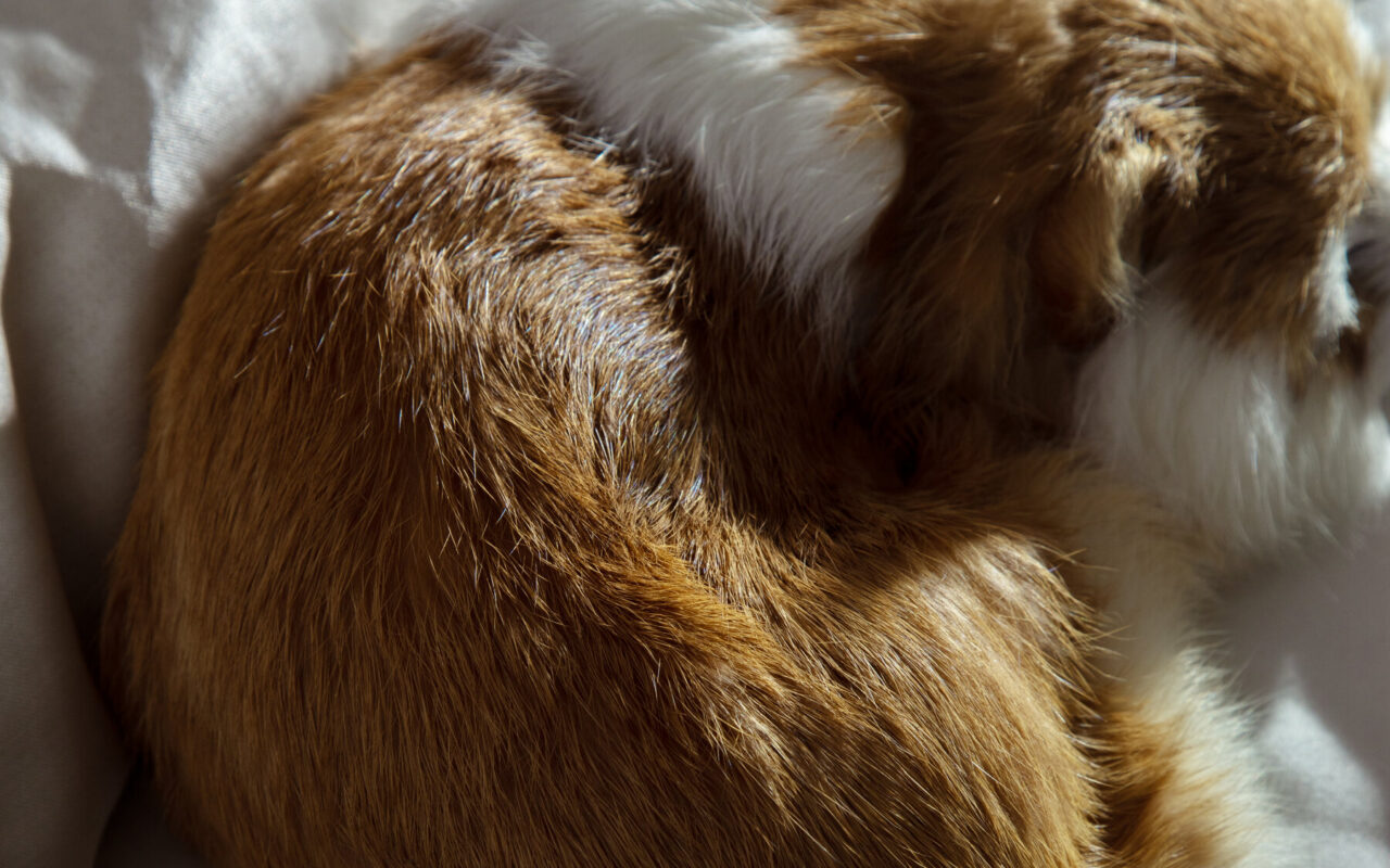 Is It Bad to Sleep With My Pet?