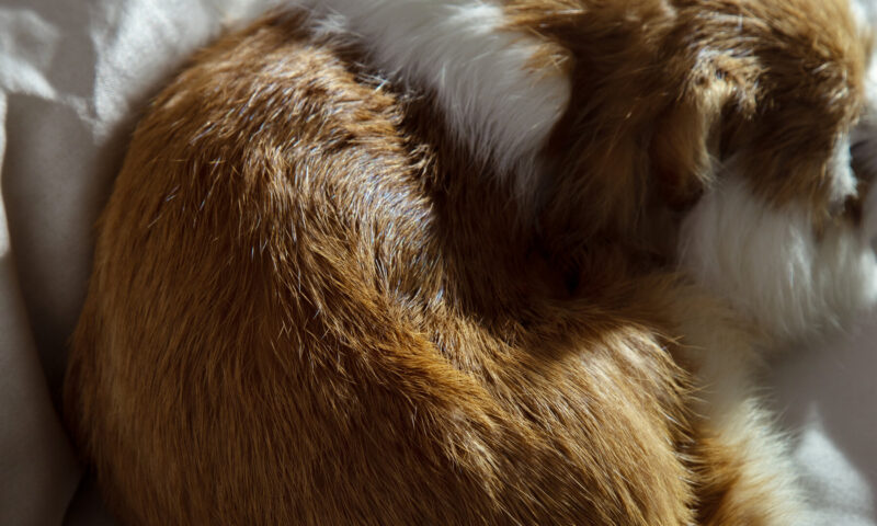 Is It Bad to Sleep With My Pet?