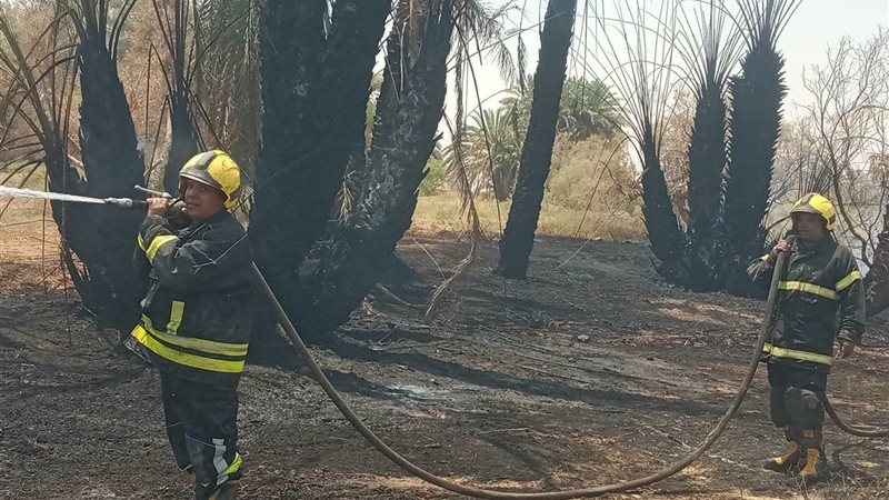 السيطرة على حريق بنخيل وزيتون بواحة الفرافرة في الوادي الجديد