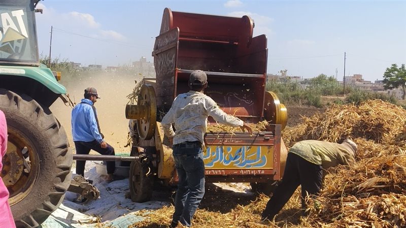 حكاية تتوارثها الأجيال، “فيتو” ترصد عملية حصاد الفاصوليا البيضاء من الحقول إلى الأسواق (صور)